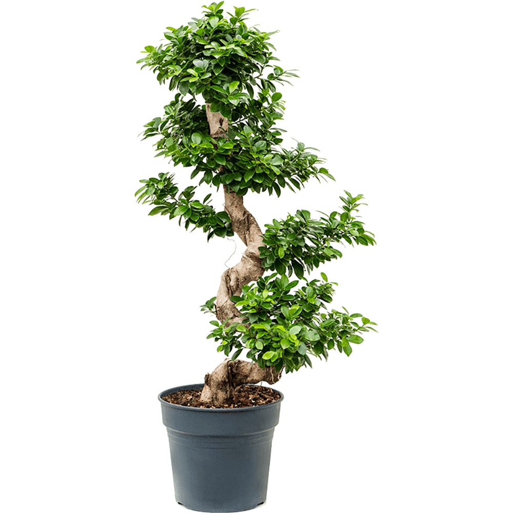 Ficus Bonsai Ginseng Forma Spirala - 120 cm