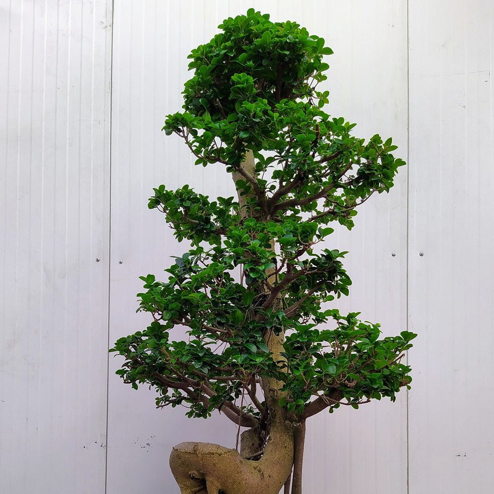Ficus Microcarpa Compacta Tip Trident UNICAT- 210 cm - VERDENA-Planta matura de 210 cm inaltime, livrat in ghiveci de 60 l UNICAT