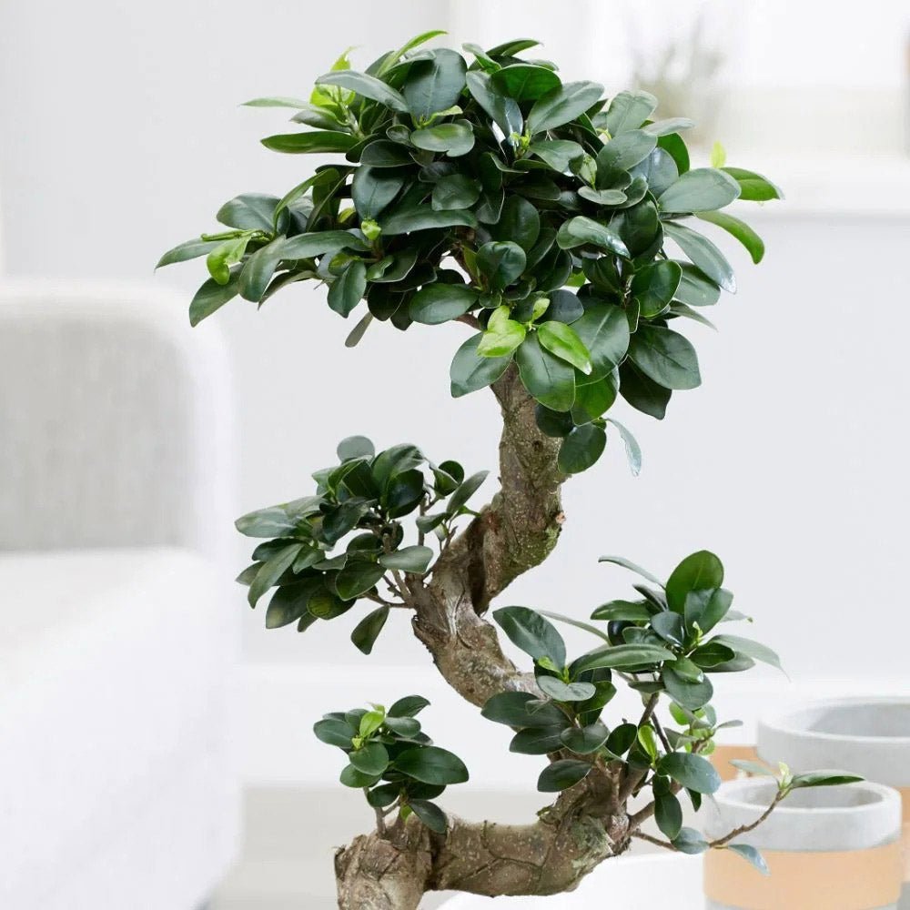 Ficus Bonsai Ginseng Forma Spirala - 130 cm