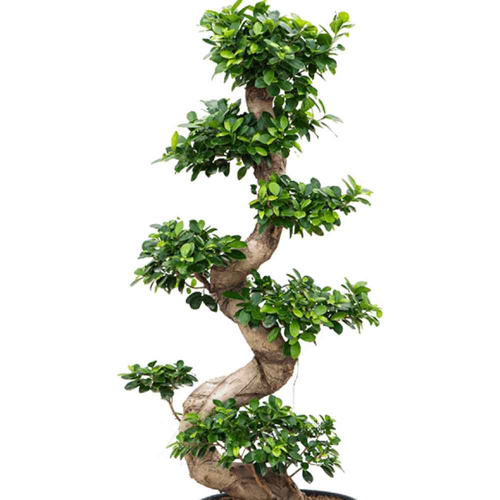 Ficus Bonsai Ginseng Forma Spirala - 160 cm