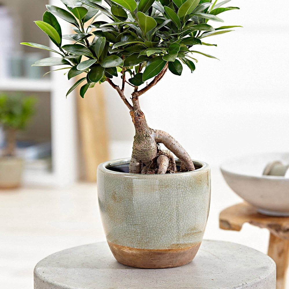 Ficus Bonsai Ginseng Forma Spirala - 40 cm