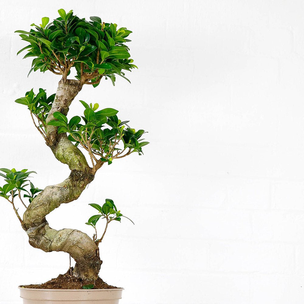 Ficus Bonsai Ginseng Forma Spirala - 40 cm