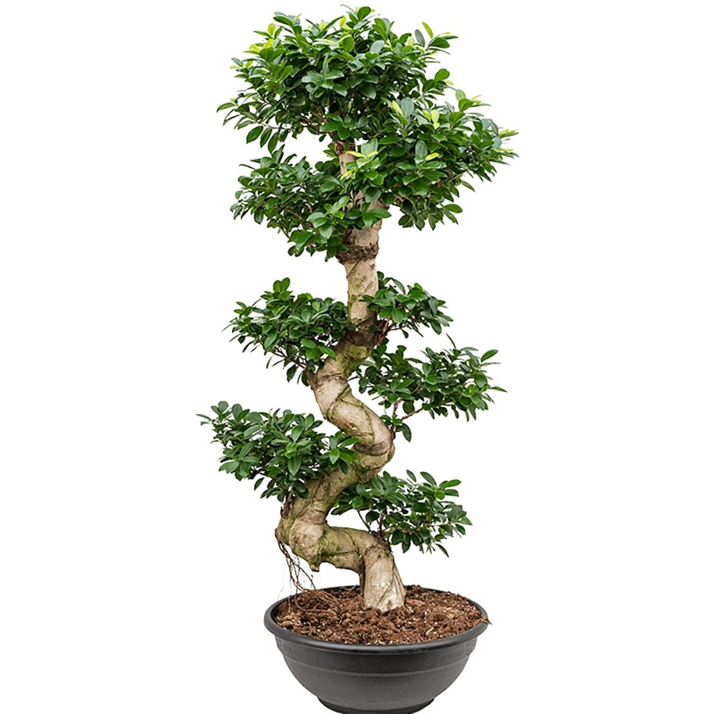 Ficus Bonsai Ginseng Forma Spirala - 60 cm