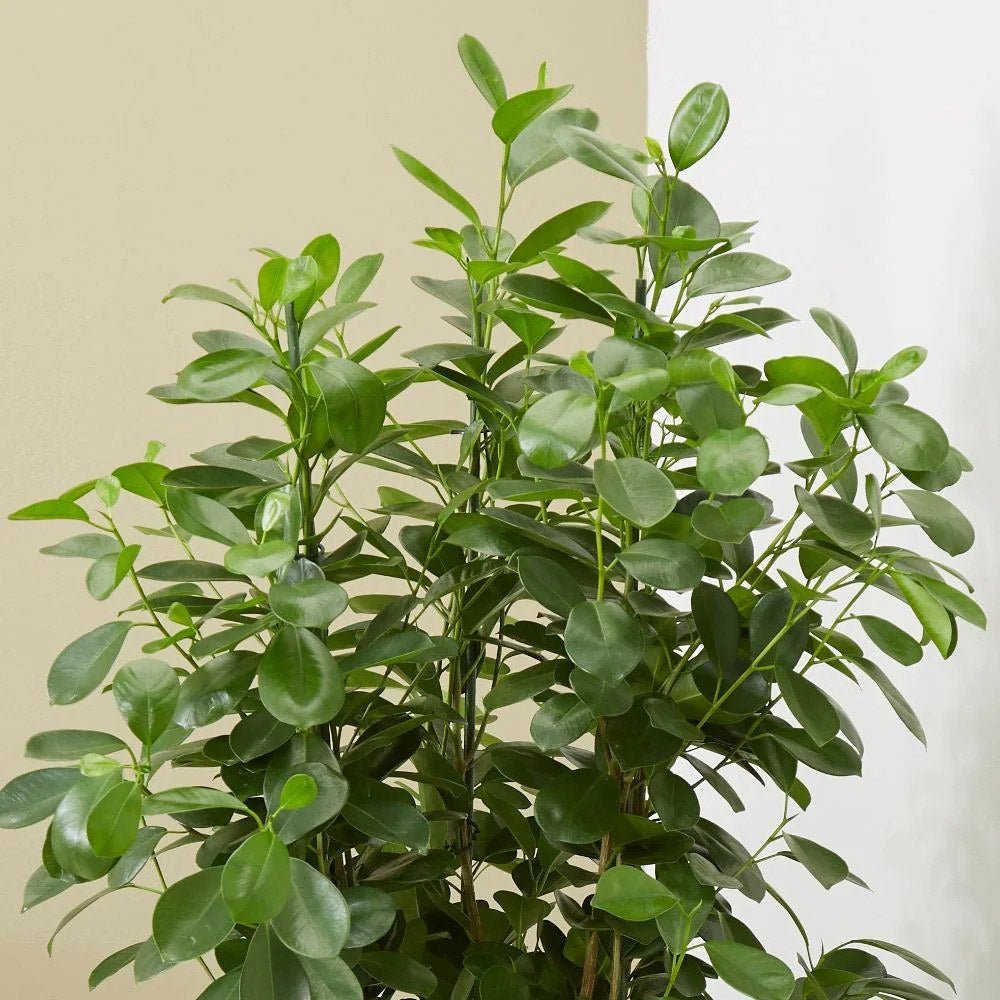 Ficus Moclame - 110 cm