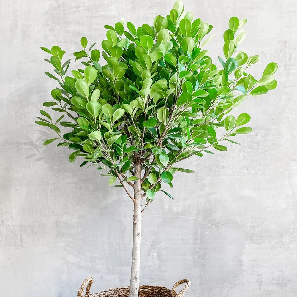 Ficus Moclame - 110 cm