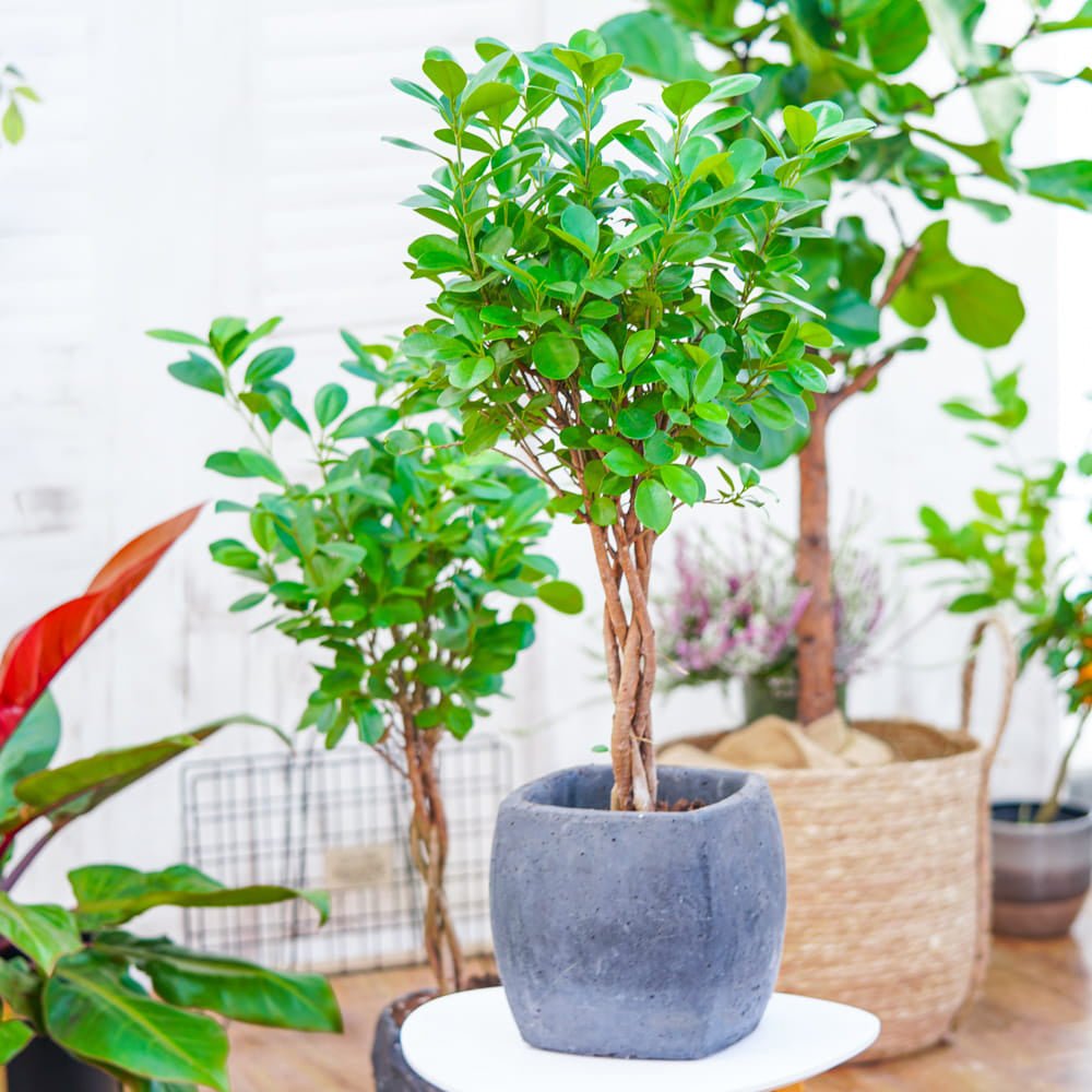 Ficus Moclame - 90 cm