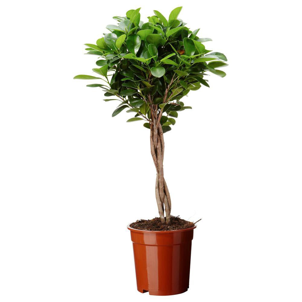 Ficus Moclame - 90 cm