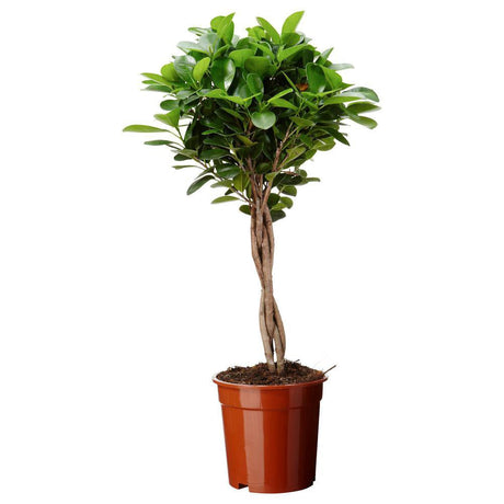Ficus Moclame - 90 Cm - VERDENA-90 cm inaltime livrat in ghiveci de 4.5 l