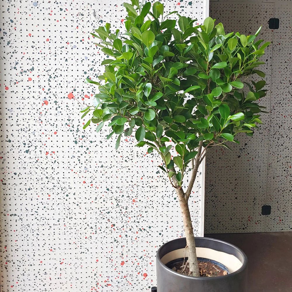 Ficus Moclame - 90 cm