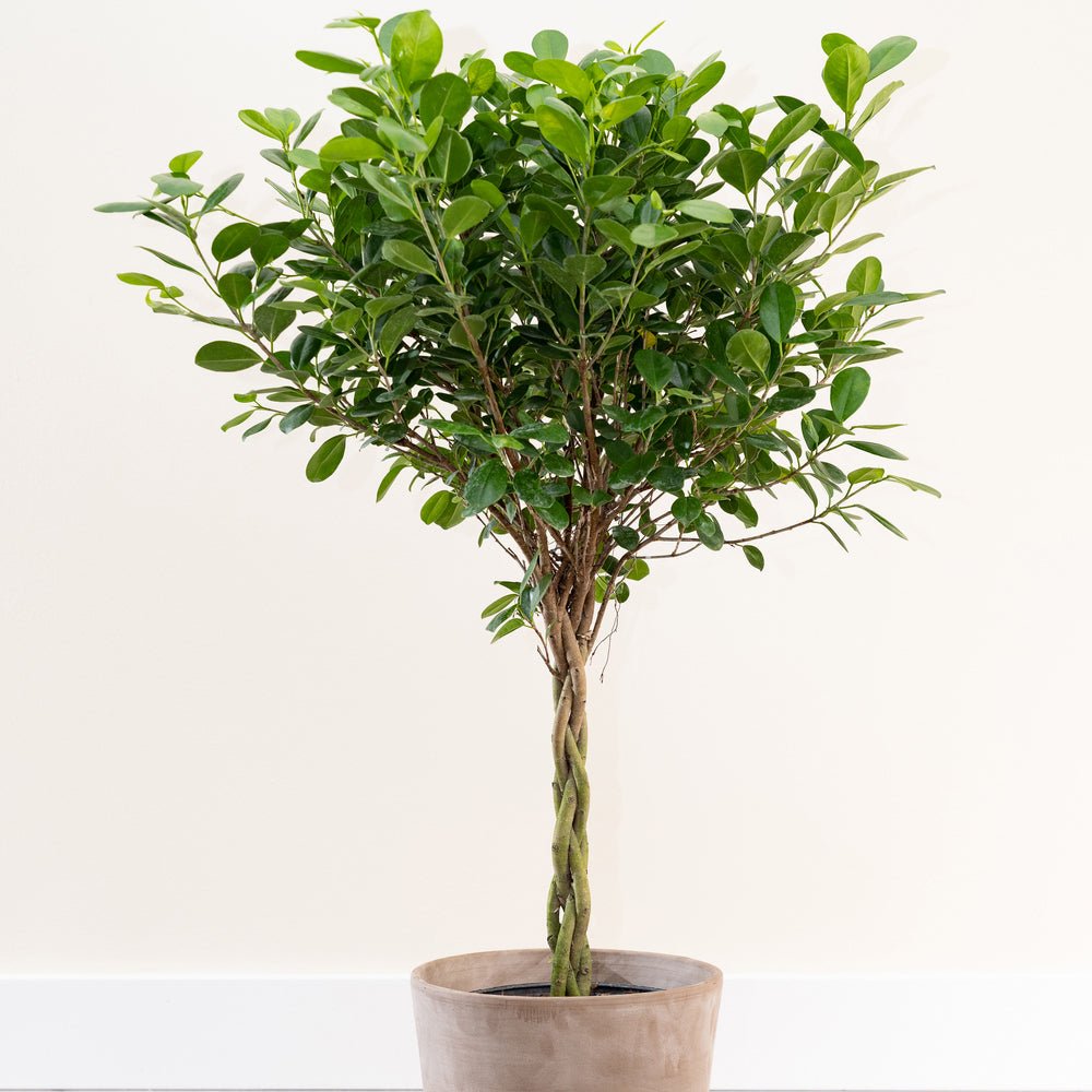 Ficus Moclame - 90 cm