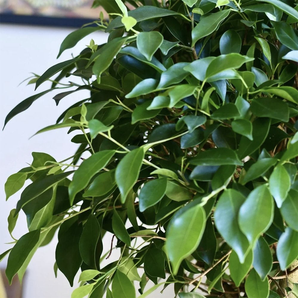 Ficus Nitida cu Tulpina Impletita - 100cm