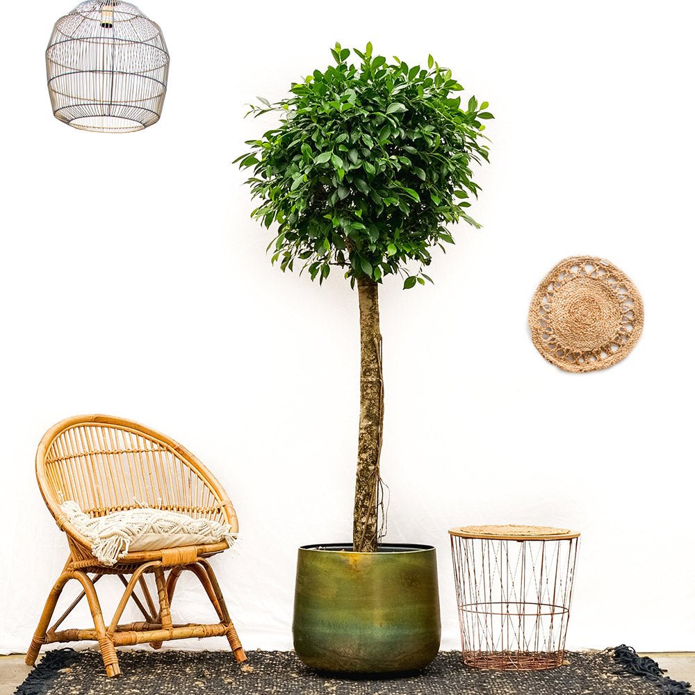 Ficus Nitida cu Tulpina Impletita - 100cm