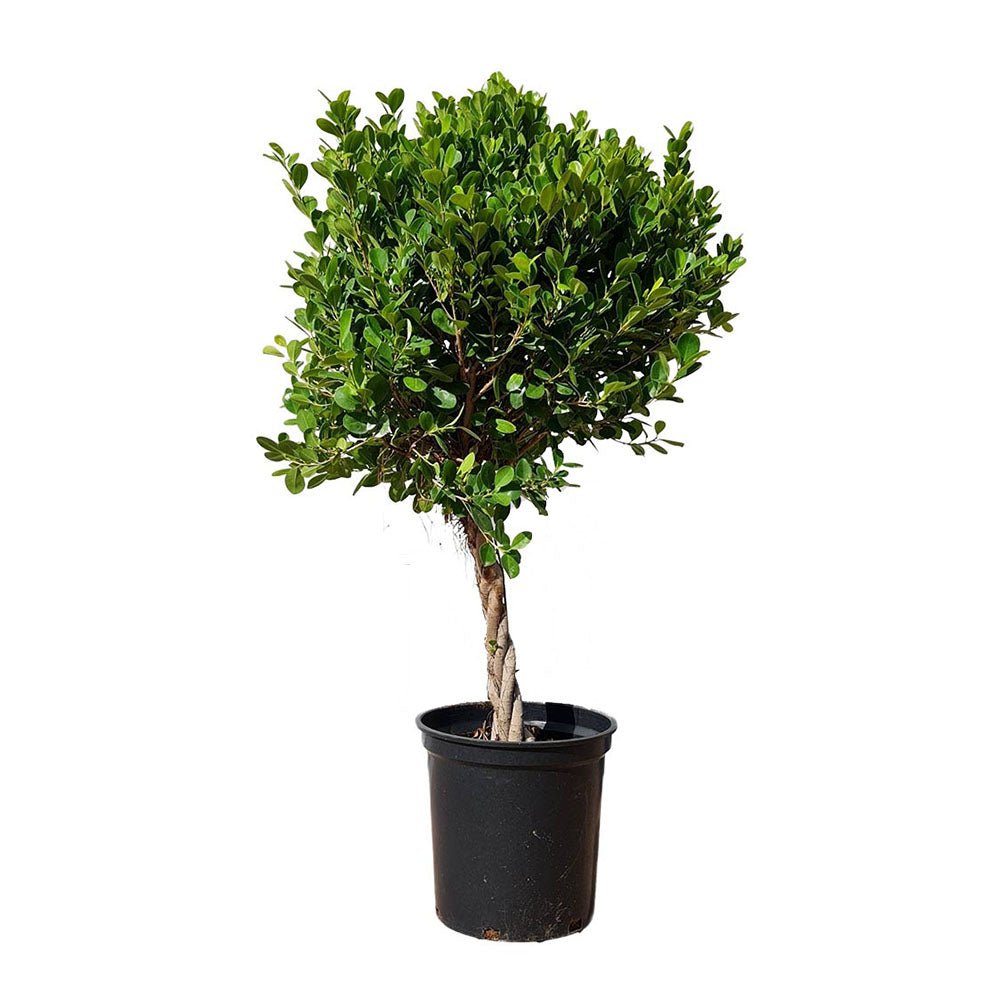 Ficus Nitida cu Tulpina Impletita - 100cm