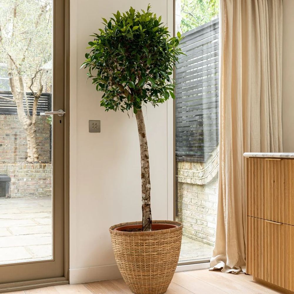 Ficus Nitida cu Tulpina Impletita - 100cm