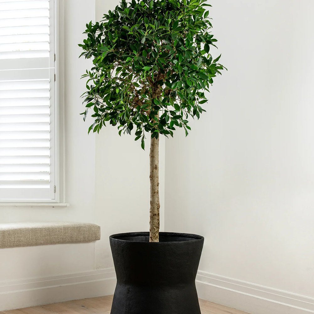 Ficus Nitida cu Tulpina Impletita - 100cm