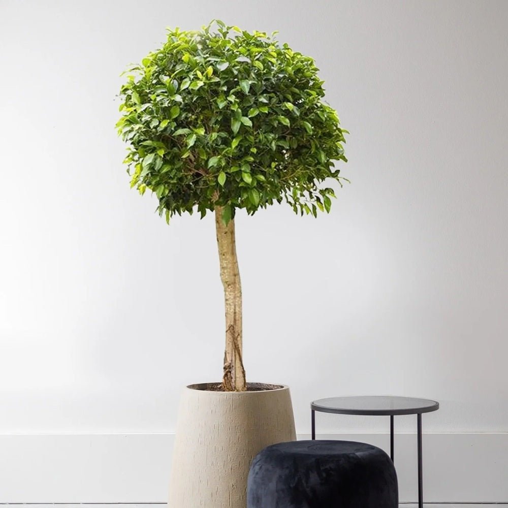 Ficus Nitida cu Tulpina Impletita - 100cm