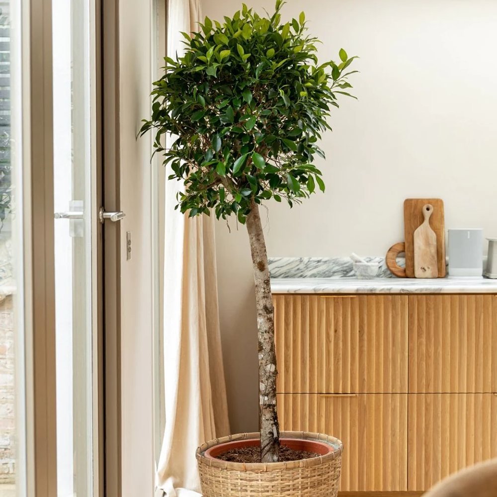 Ficus Nitida cu Tulpina Impletita - 100cm