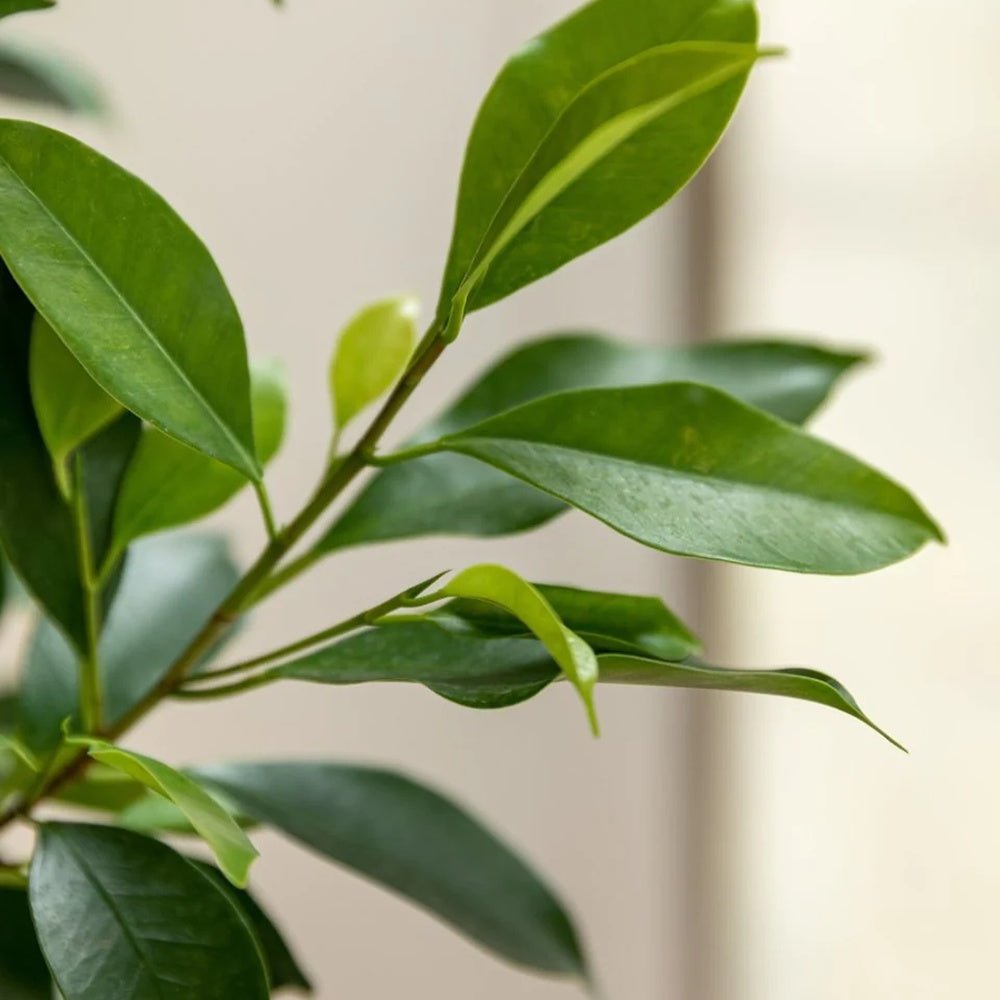 Ficus Nitida cu Tulpina Impletita - 100cm