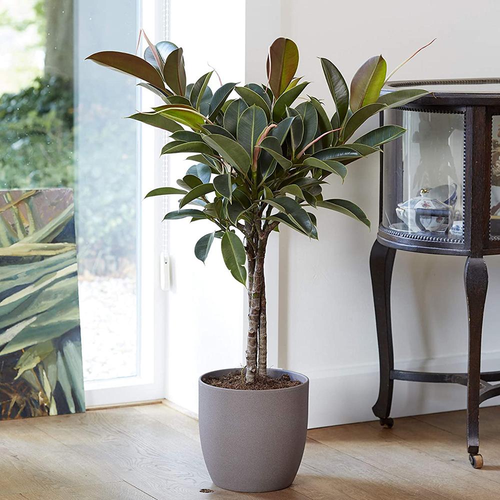 Ficus Petite Melany - 75 cm