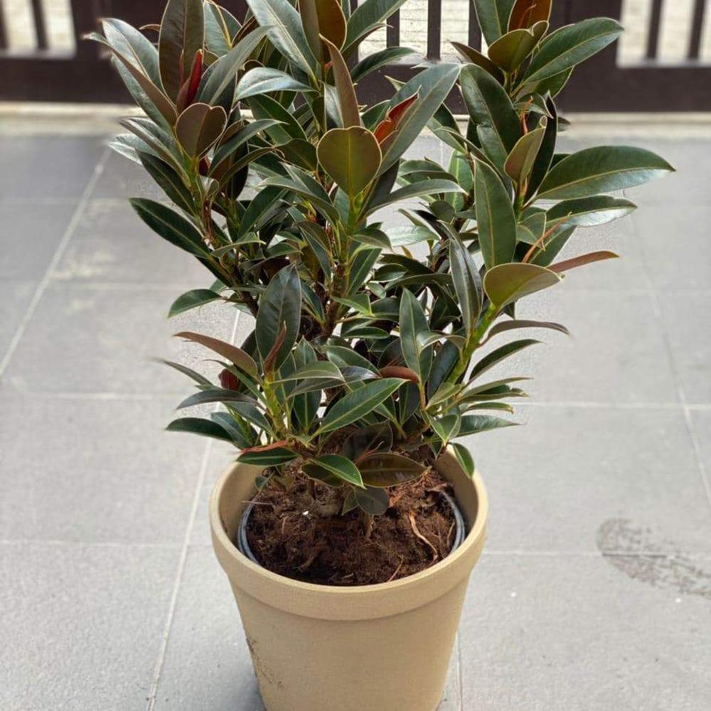 Ficus Petite Melany - 75 cm