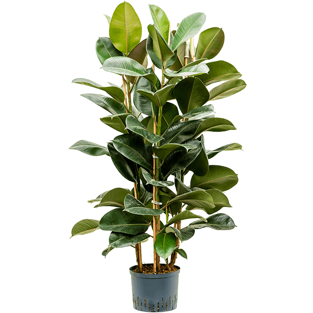 Arbore de Cauciuc (Ficus Robusta) - 155 cm