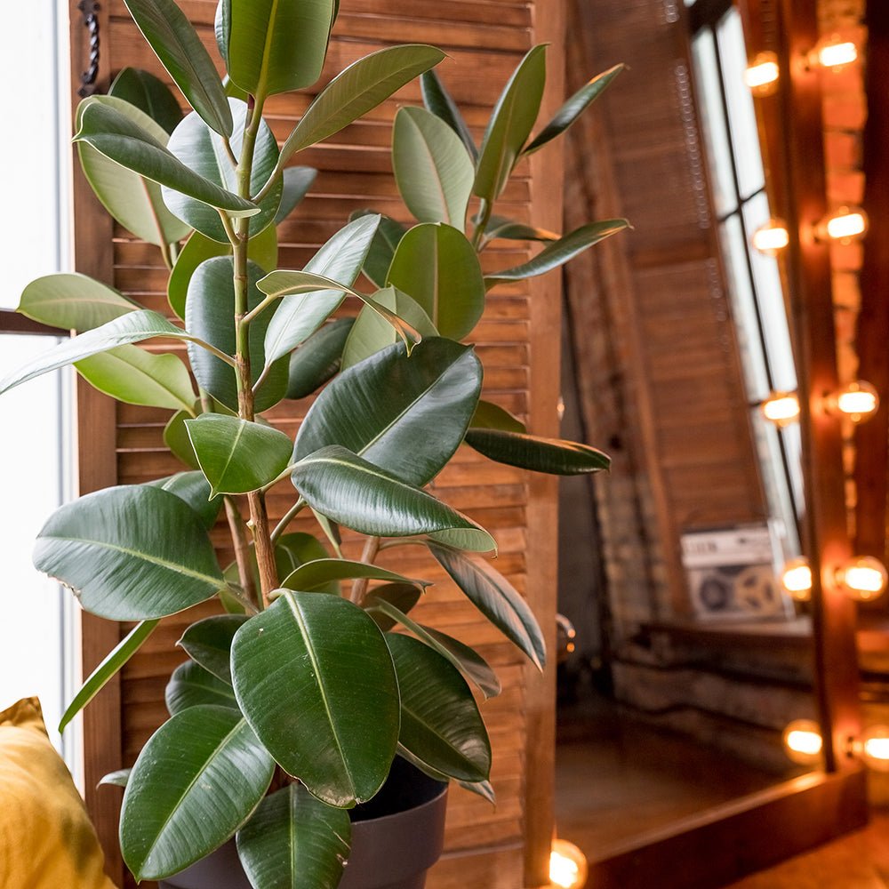 Arbore de Cauciuc (Ficus Robusta) - 65 cm