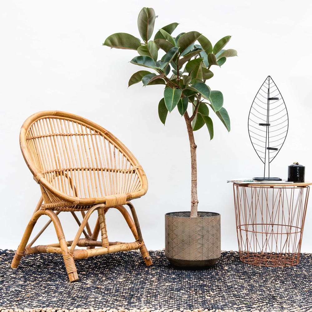 Arbore de Cauciuc (Ficus Robusta) - 65 cm