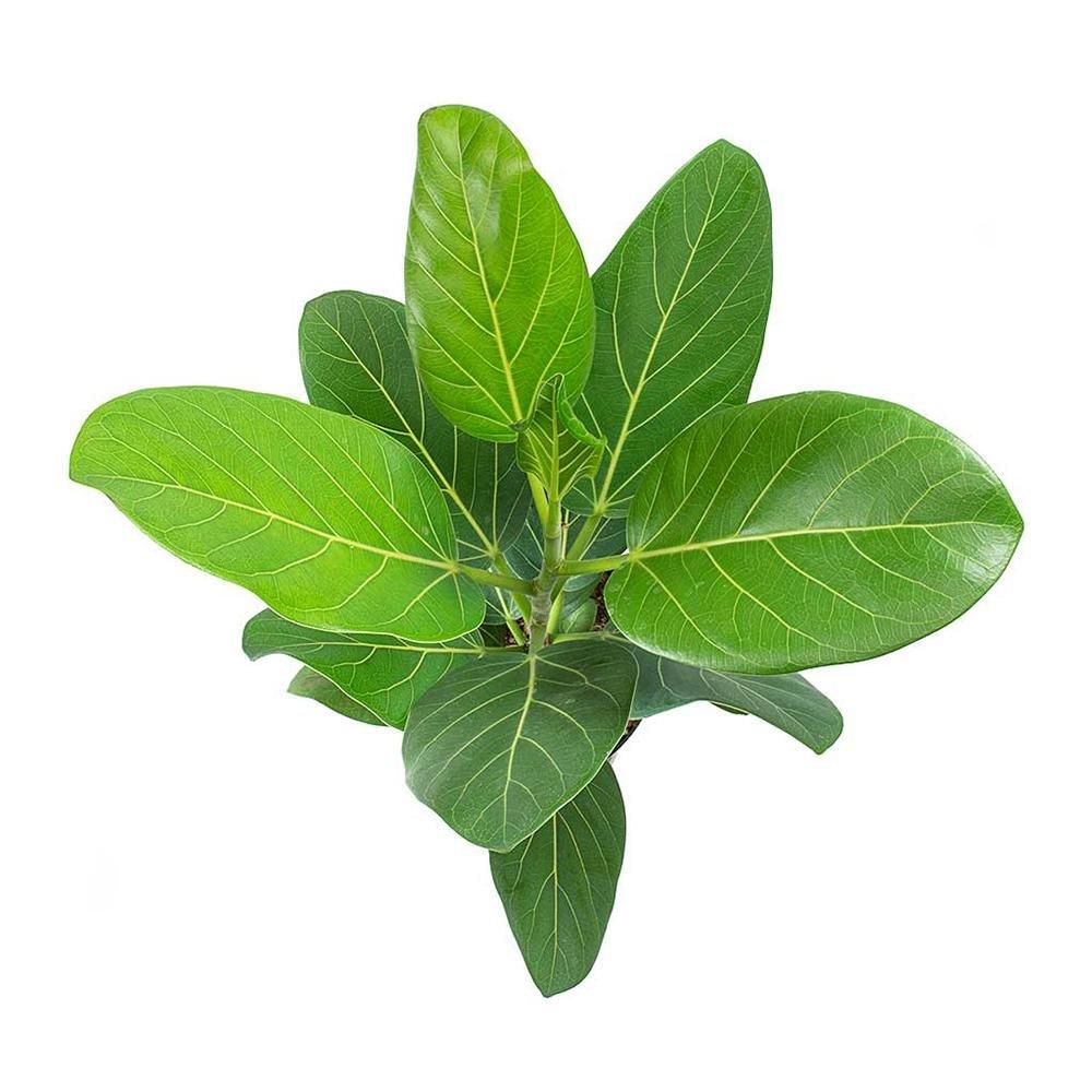 Ficus Roy - 90 cm