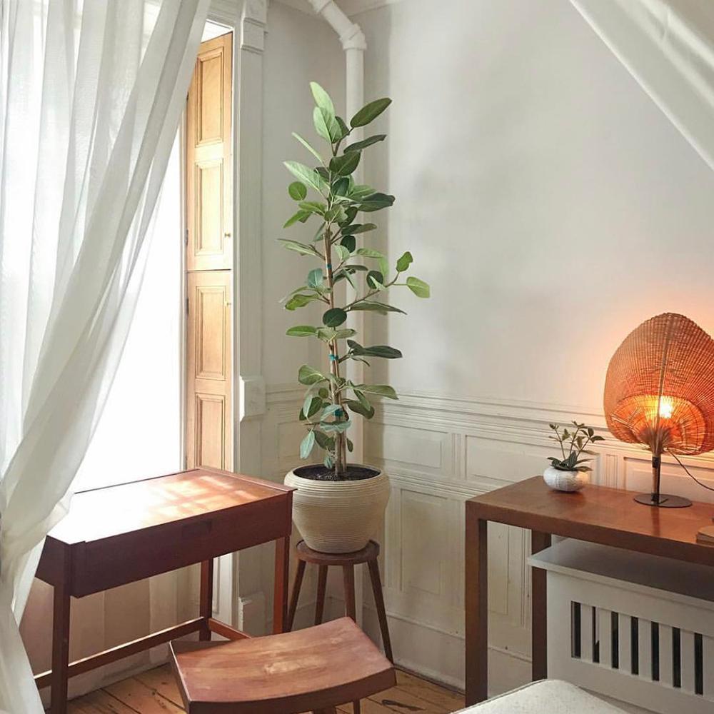 Ficus Roy - 90 cm