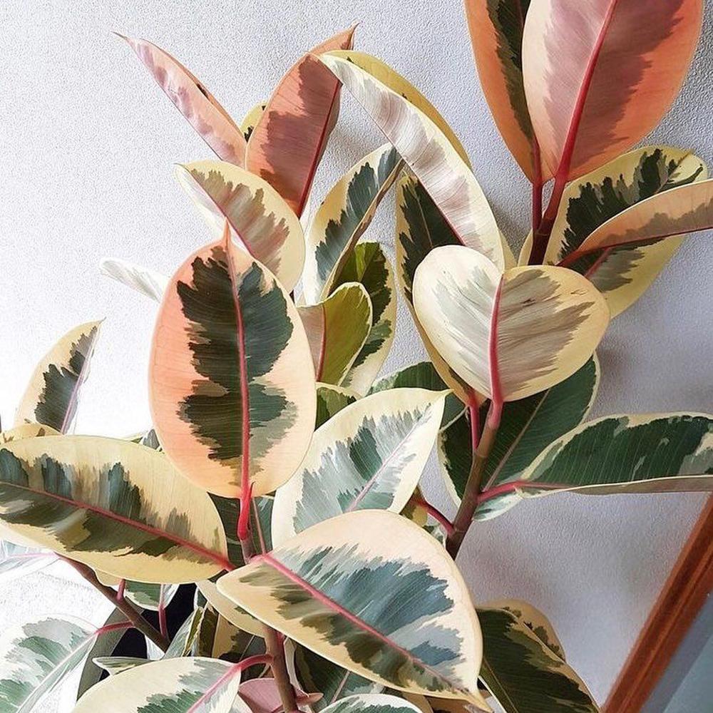 Ficus Tineke - 100 cm