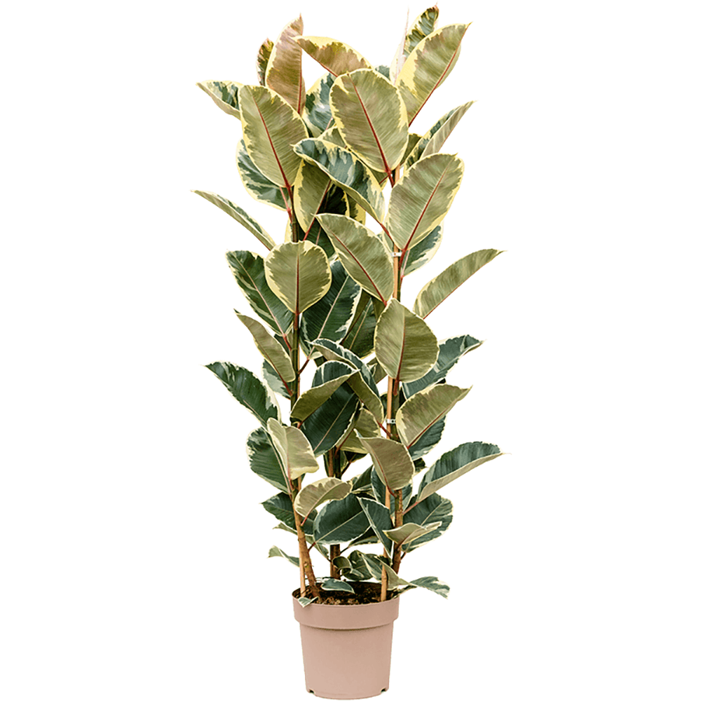 Ficus Tineke - 160 cm