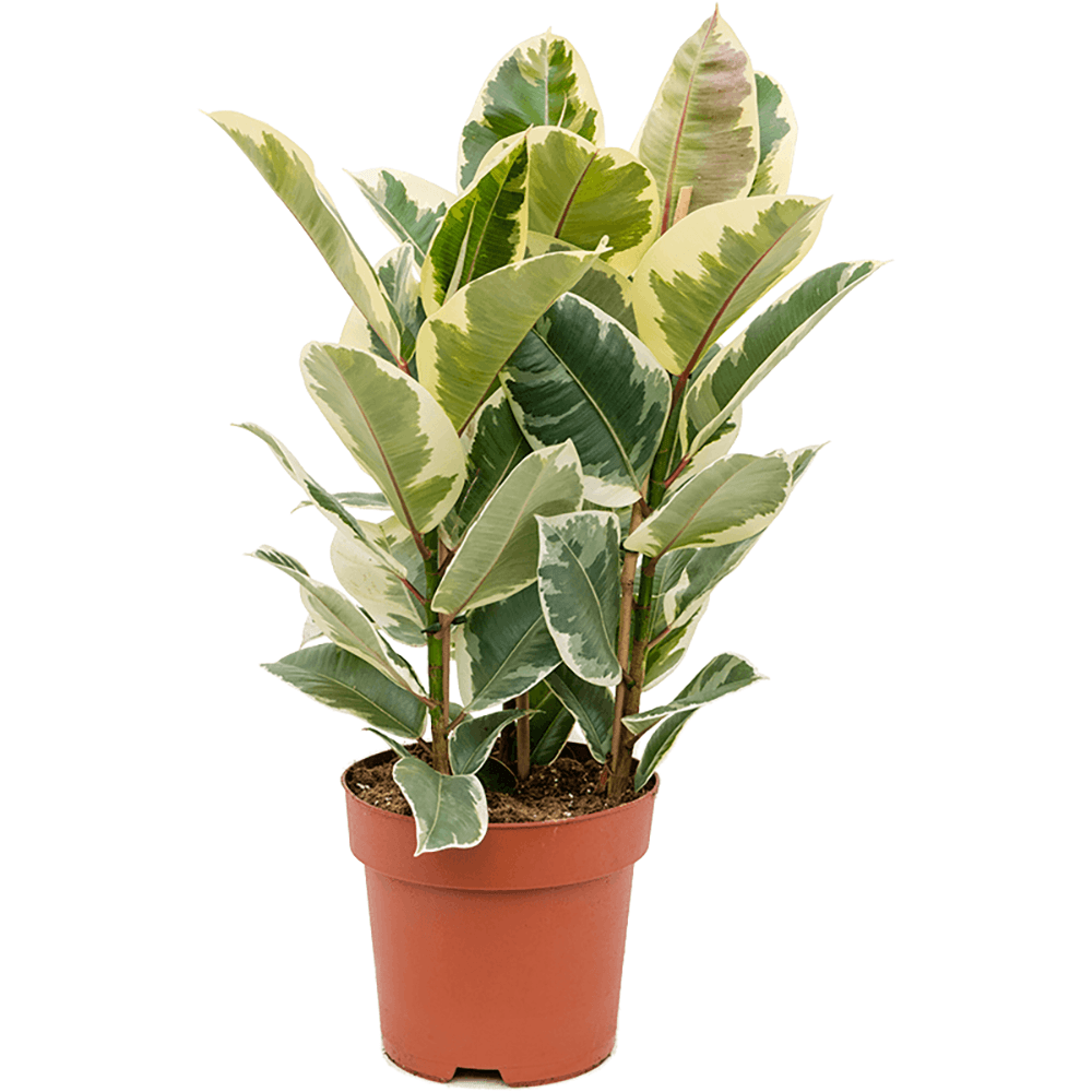 Ficus Tineke - 100 cm