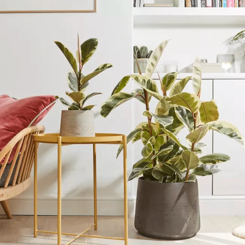 Ficus Tineke - 100 cm