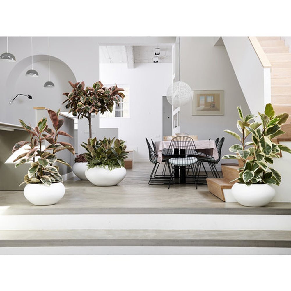 Ficus Elastica Tineke Bicolor - 80 cm