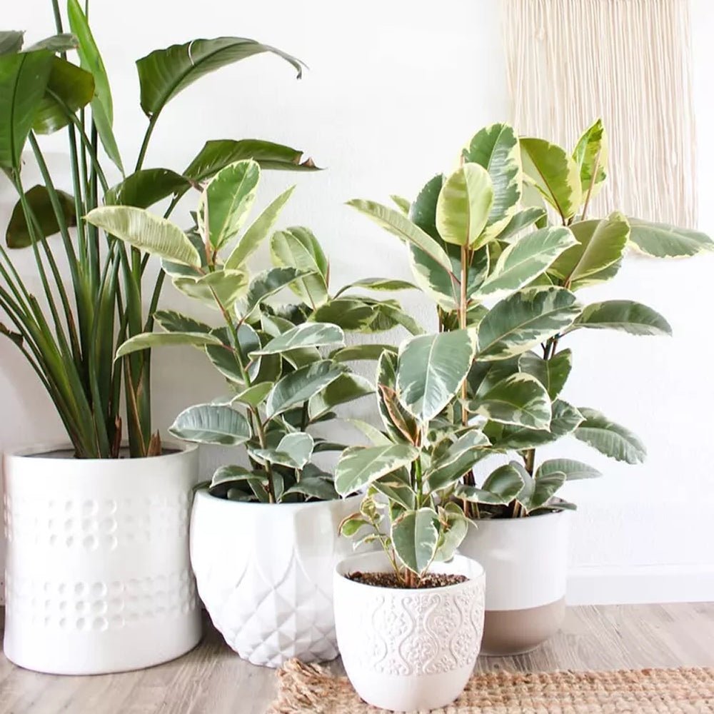 Ficus Elastica Tineke Bicolor - 80 cm