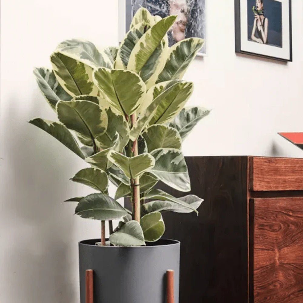 Ficus Elastica Tineke Bicolor - 80 cm