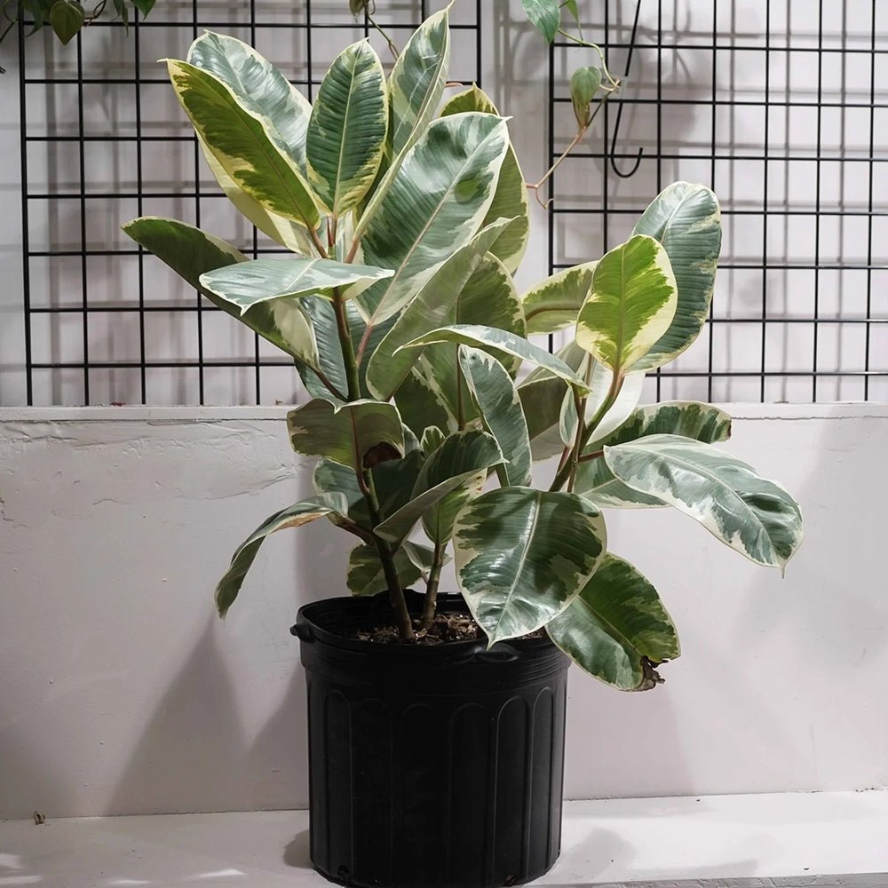 Ficus Elastica Tineke Bicolor - 80 cm