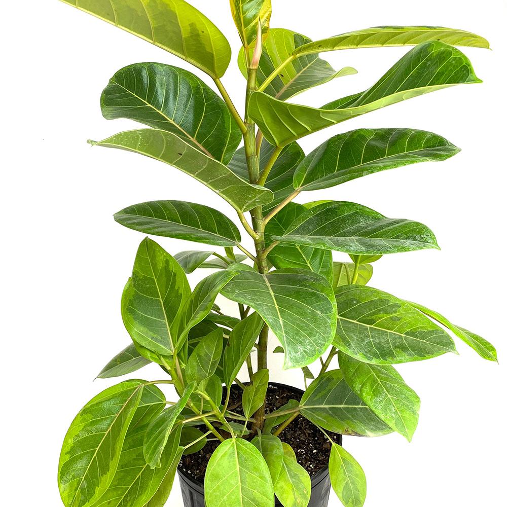 Ficus Yellow Gem - 100 cm