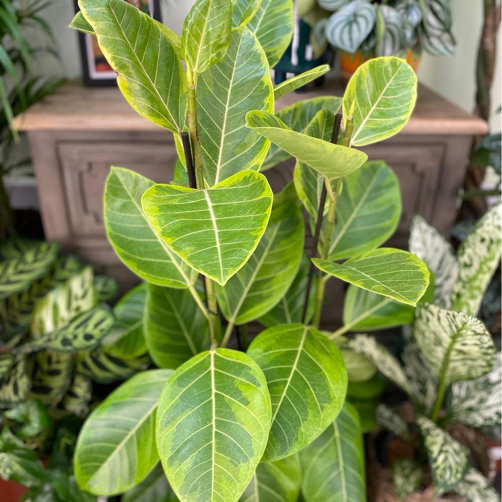 Ficus Yellow Gem - 100 cm