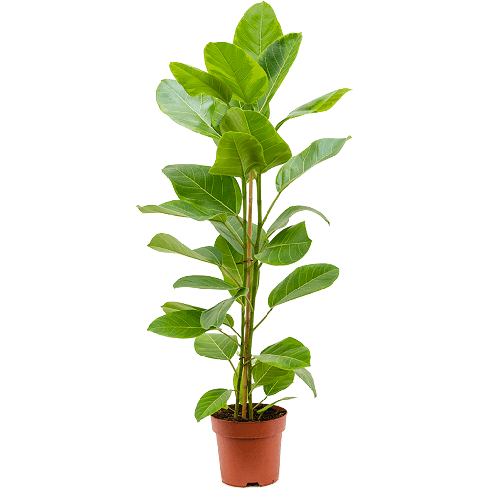Ficus Yellow Gem - 100 cm
