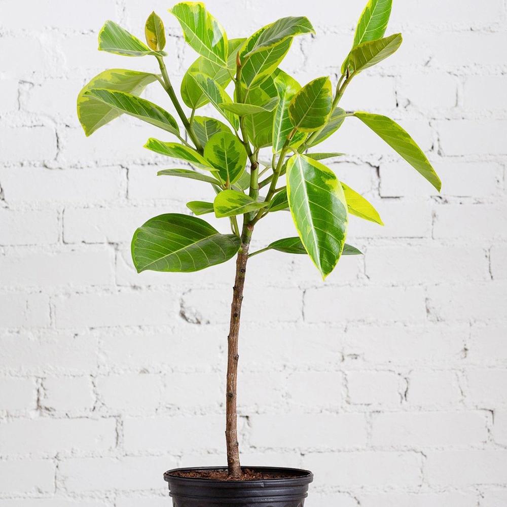 Ficus Yellow Gem - 100 cm