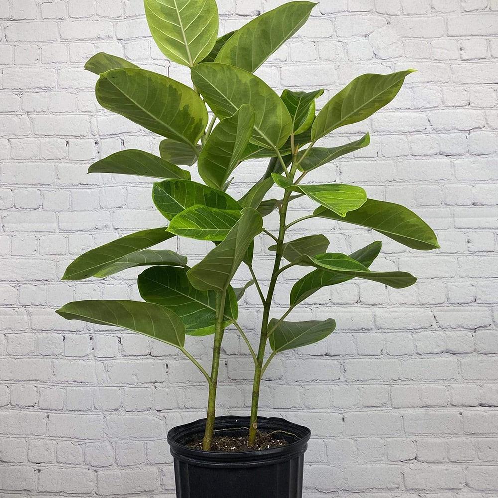 Ficus Yellow Gem - 100 cm