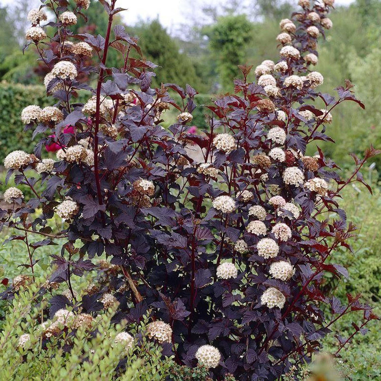 Fizocarp Rosu (Physocarpus Diabolo) - Tip Copac