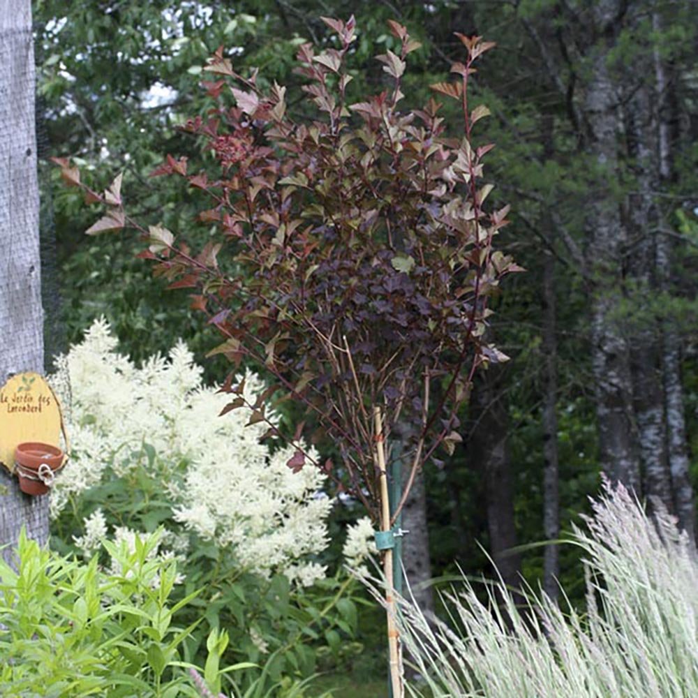 Fizocarp Rosu (Physocarpus Diabolo) - Tip Copac