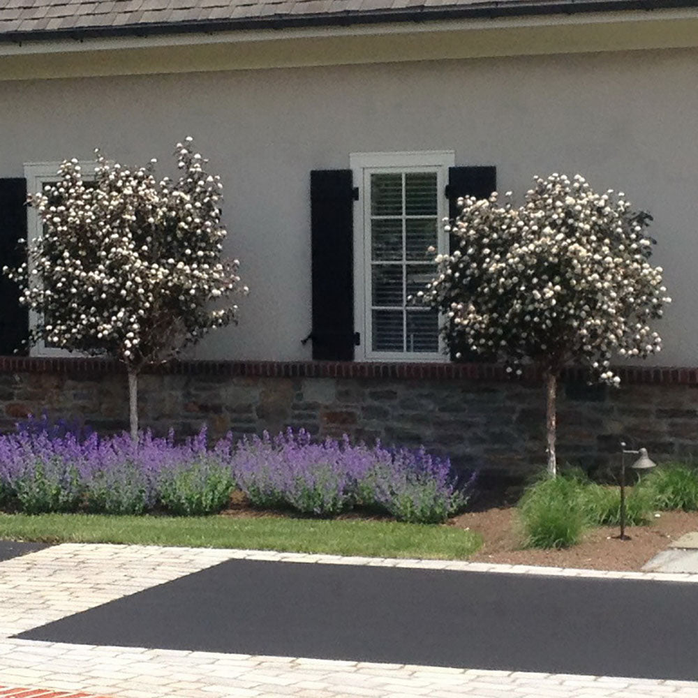 Fizocarp Rosu (Physocarpus Diabolo) - Tip Copac