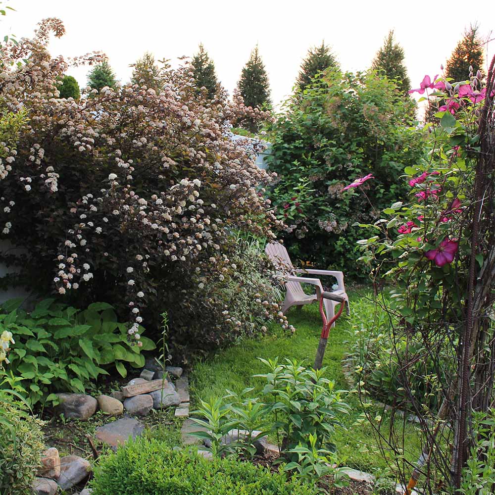 Fizocarp Rosu (Physocarpus Diabolo) - Tip Copac