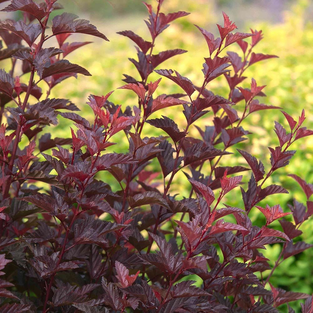 Fizocarp Rosu (Physocarpus Diabolo) - Tip Copac