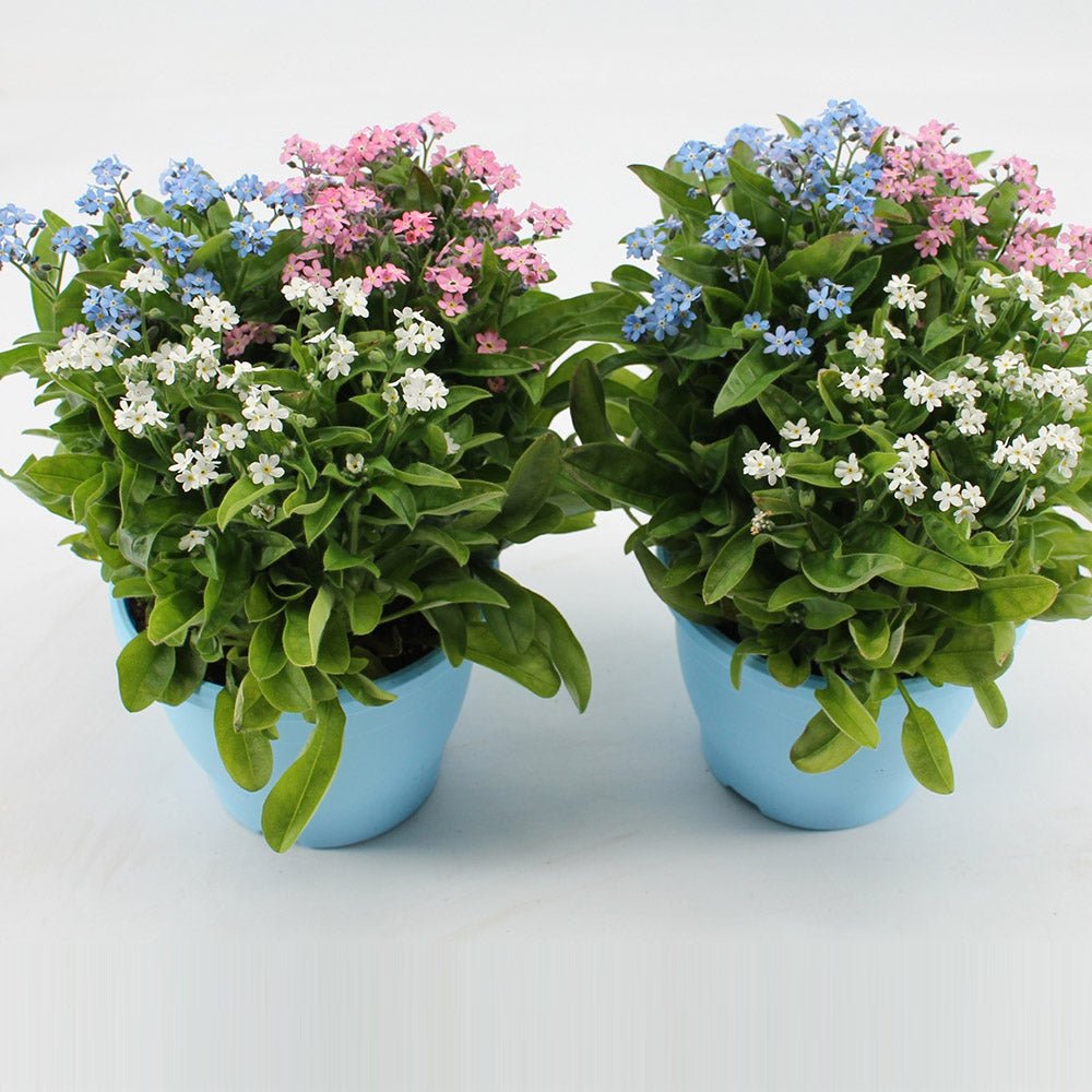 Floare de Nu-Ma-Uita Tricolor