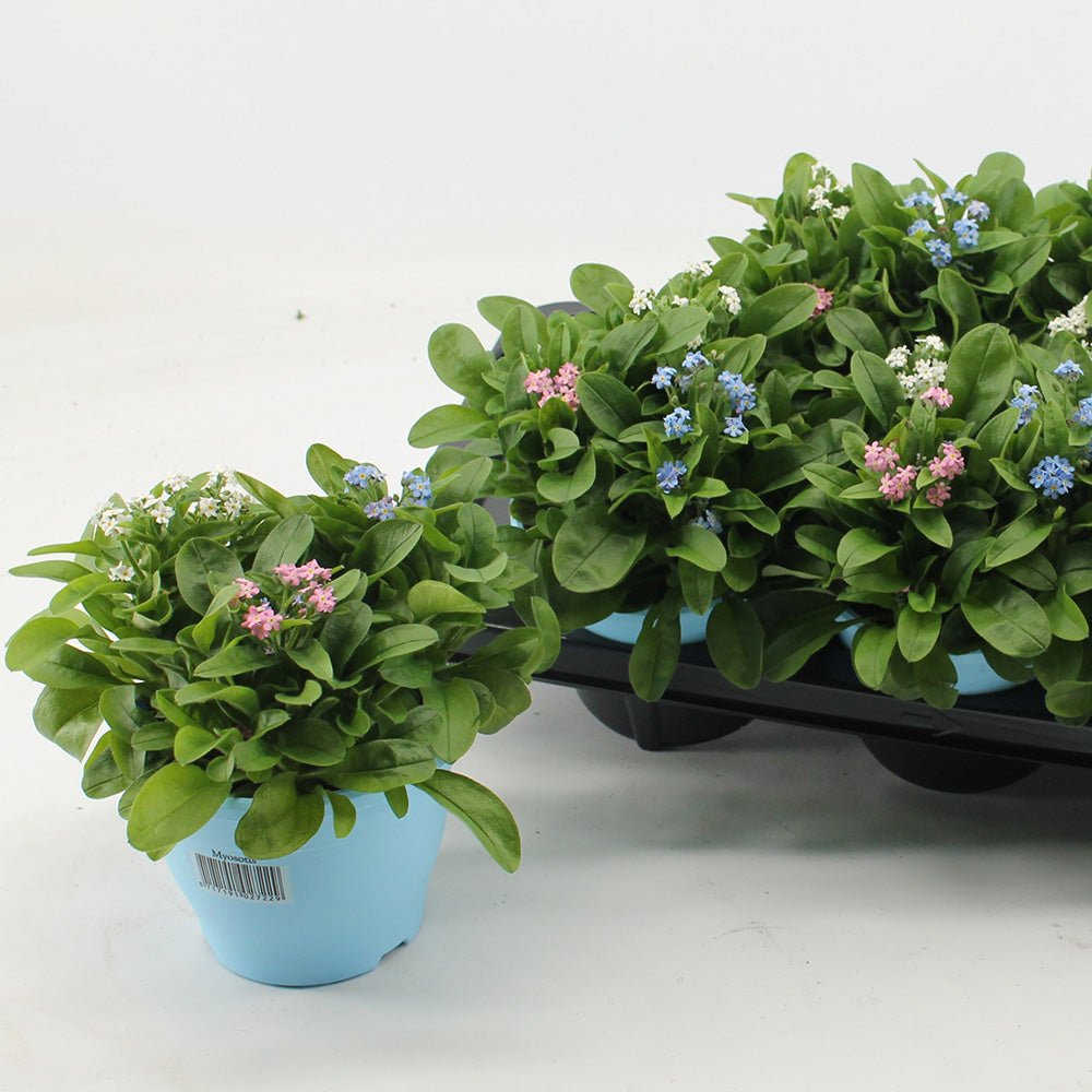 Floare de Nu-Ma-Uita Tricolor