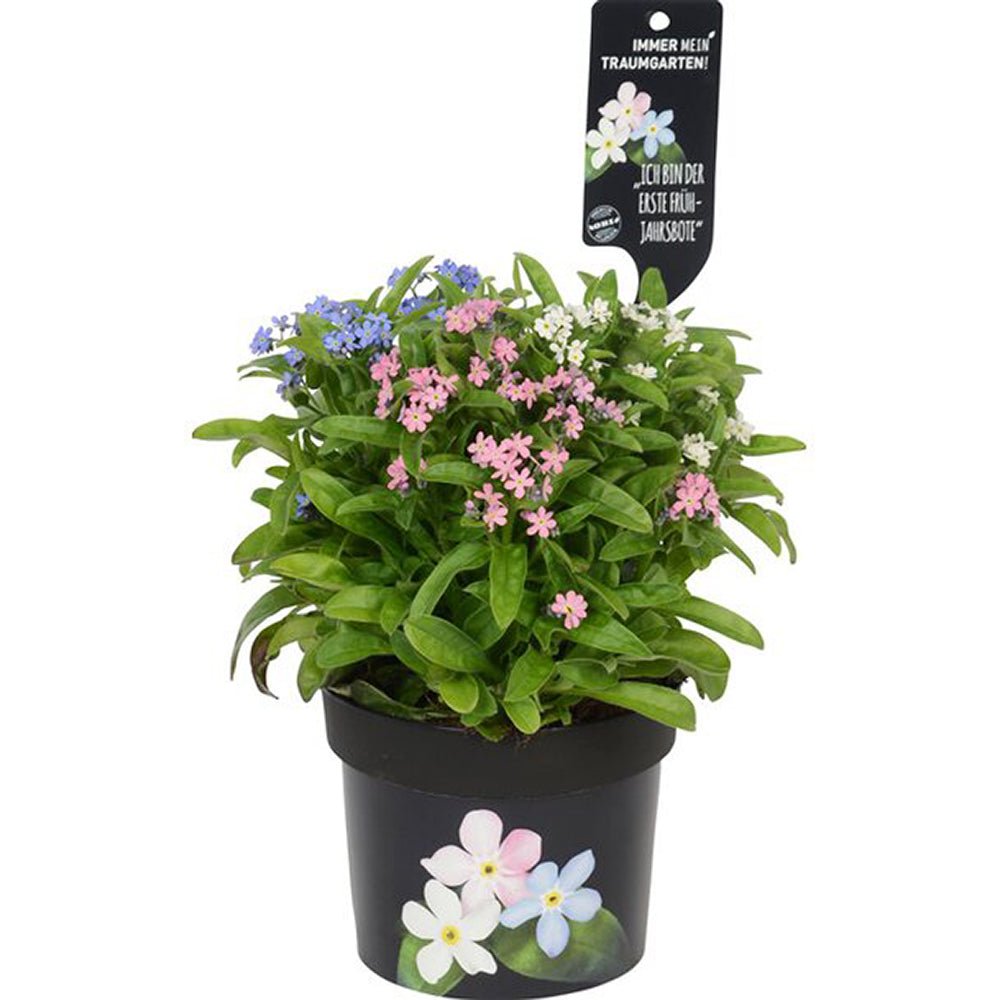 Floare de Nu-Ma-Uita Tricolor